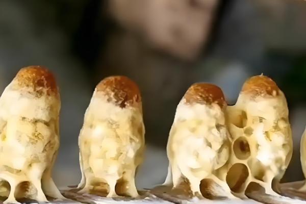 人工育王的意思,是指人工培育蜂王