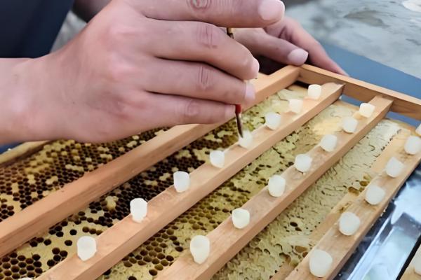 人工育王的意思,是指人工培育蜂王