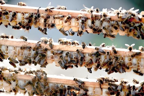 人工育王的意思,是指人工培育蜂王