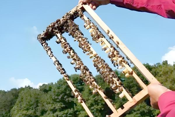 人工育王的意思,是指人工培育蜂王