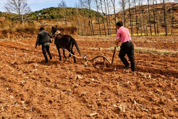 紫山药怎么种植,对薯块涂抹草木灰再栽入土壤中