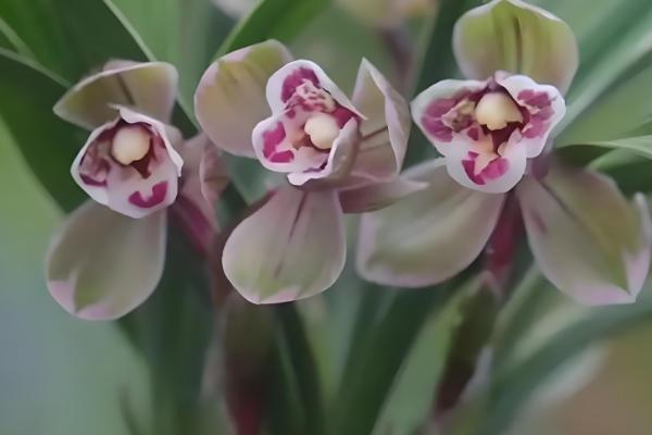 建兰的哪个品种最名贵，有莲瓣兰、翡翠兰等