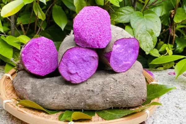 紫山药怎么种植,对薯块涂抹草木灰再栽入土壤中