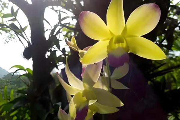 建兰的哪个品种最名贵，有莲瓣兰、翡翠兰等