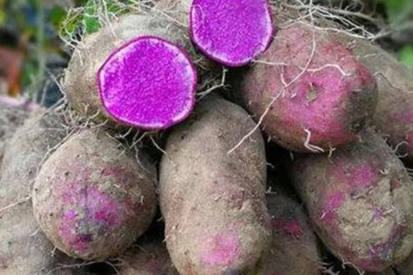 紫山药怎么种植,对薯块涂抹草木灰再栽入土壤中