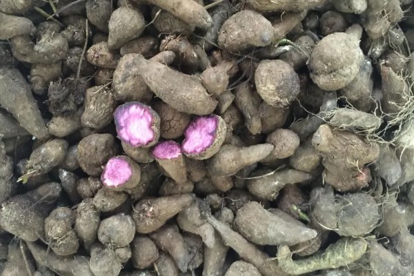 紫山药怎么种植,对薯块涂抹草木灰再栽入土壤中
