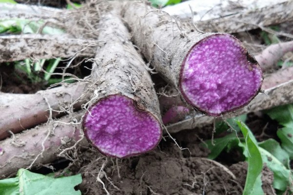 紫山药怎么种植,对薯块涂抹草木灰再栽入土壤中