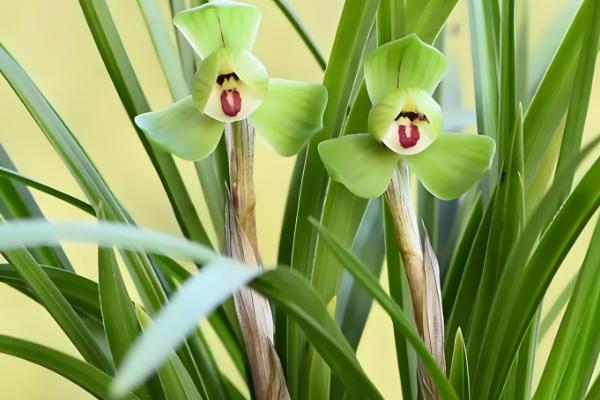 建兰的哪个品种最名贵，有莲瓣兰、翡翠兰等