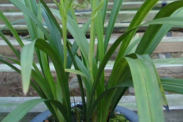 建兰的哪个品种最名贵，有莲瓣兰、翡翠兰等