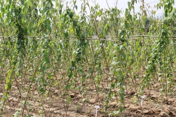 紫山药怎么种植,对薯块涂抹草木灰再栽入土壤中