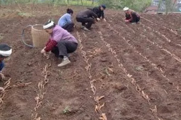 紫山药怎么种植,对薯块涂抹草木灰再栽入土壤中