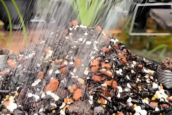 建兰的哪个品种最名贵，有莲瓣兰、翡翠兰等