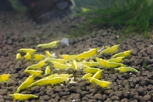 黄金米虾可以长多大,只能长到2-3cm