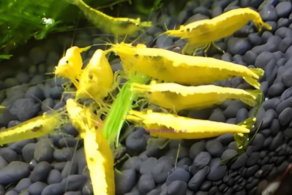 黄金米虾可以长多大,只能长到2-3cm