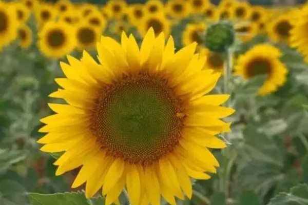 向日葵的寓意，寓意积极向上的态度