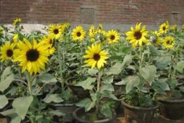 向日葵的寓意，寓意积极向上的态度