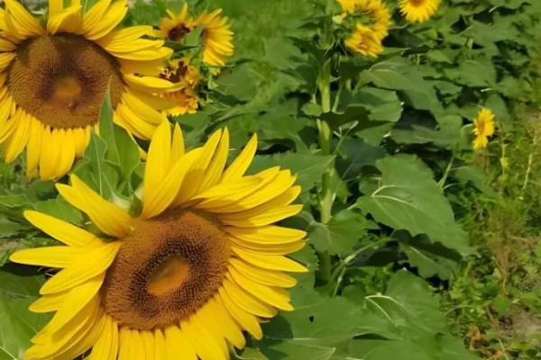 向日葵的寓意，寓意积极向上的态度