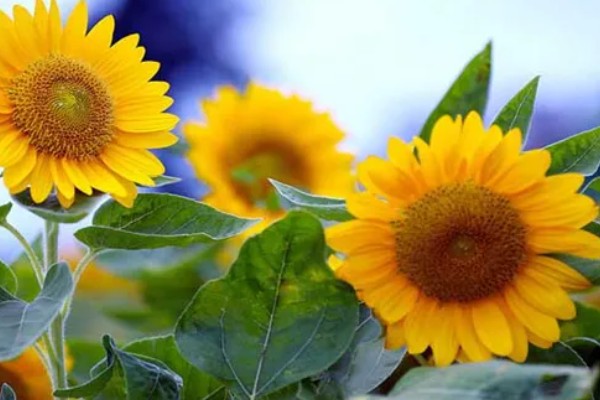 向日葵的寓意，寓意积极向上的态度