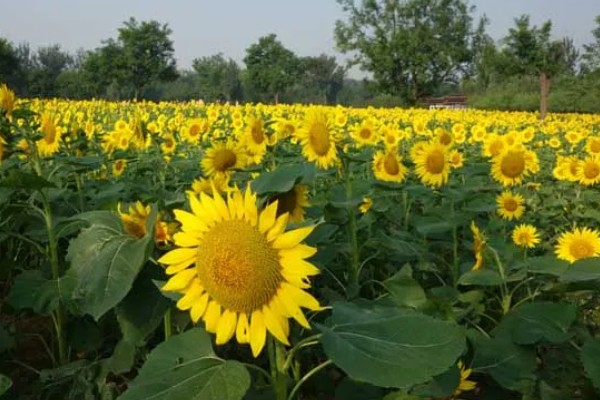 向日葵的寓意，寓意积极向上的态度