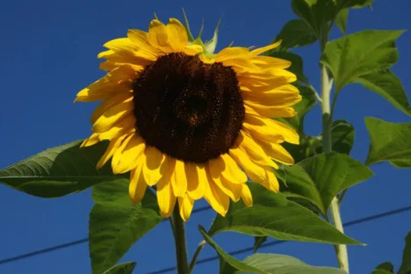 向日葵的寓意，寓意积极向上的态度