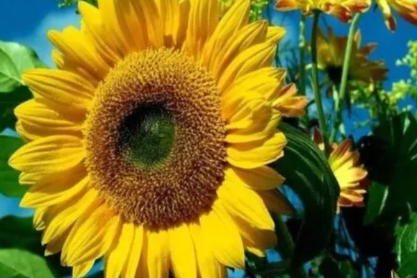 向日葵的寓意，寓意积极向上的态度