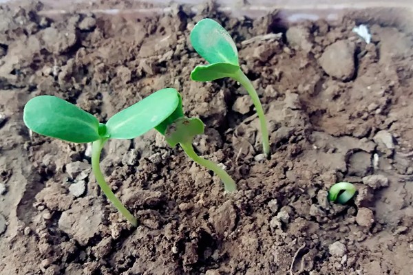 向日葵的寓意，寓意积极向上的态度