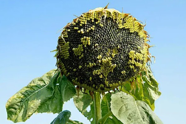 向日葵的寓意，寓意积极向上的态度