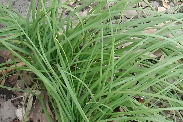 薤白是哪种野菜,即小根蒜或薤的干燥鳞茎