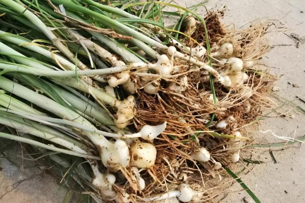 薤白是哪种野菜,即小根蒜或薤的干燥鳞茎