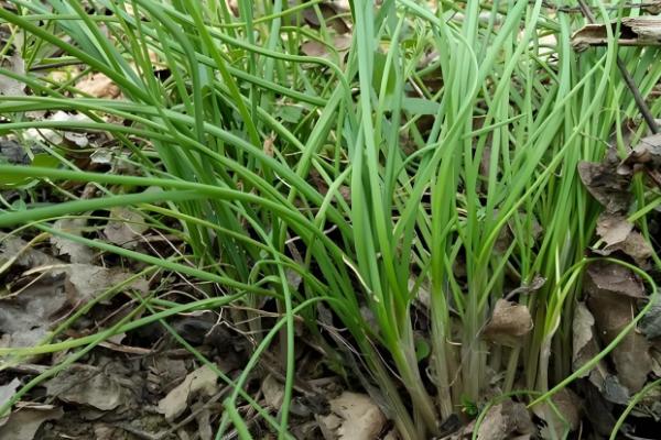 薤白是哪种野菜,即小根蒜或薤的干燥鳞茎