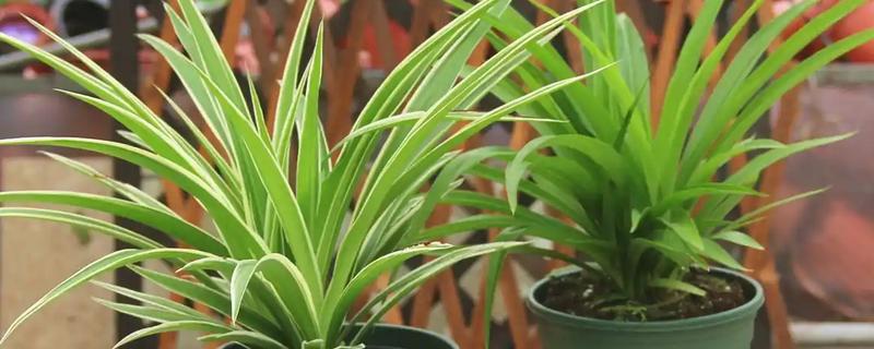 吊兰叶子发黄怎么处理，夏季一定要搬到阴凉的环境中养护