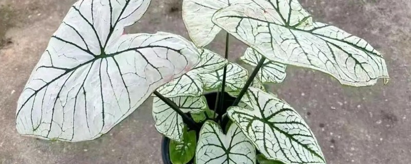 五彩芋的品种，常见的有小叶五彩芋、白鹭五彩芋等