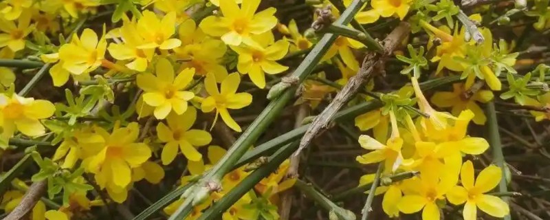 迎春花如何养殖,生长期间放在室外光线良好的地方