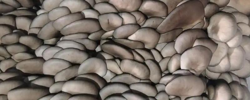 平菇怎么保存，放在有冷水的缸内可保鲜一周左右