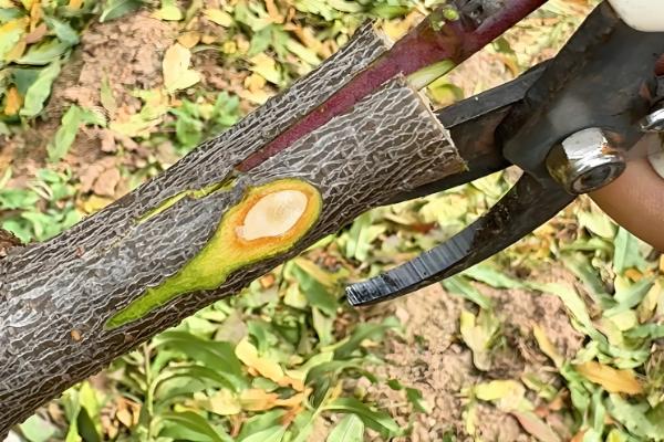 核桃的嫁接方法，建议在五月下旬和六月上旬进行