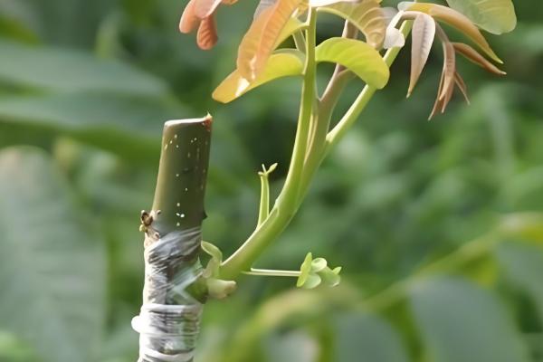 核桃的嫁接方法，建议在五月下旬和六月上旬进行