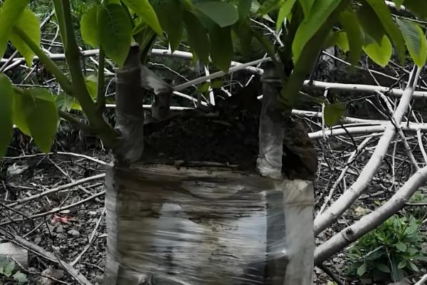 核桃的嫁接方法，建议在五月下旬和六月上旬进行