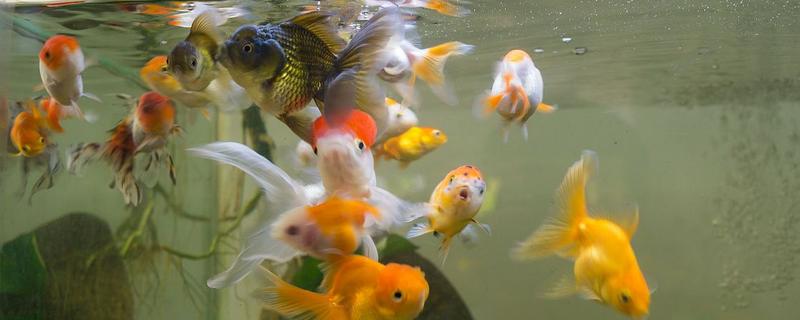 鱼缸的鱼为什么总在上面，说明水体的溶氧比较低