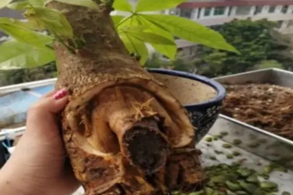 发财树烂根怎么办，剪除烂根换土重栽