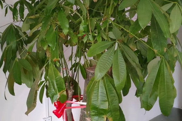 发财树烂根怎么办，剪除烂根换土重栽