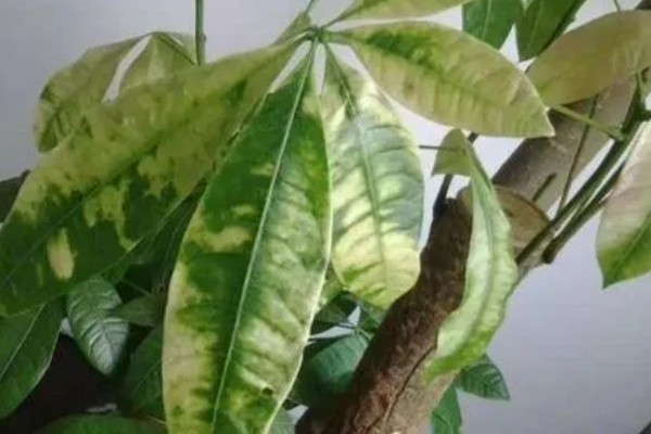 发财树烂根怎么办，剪除烂根换土重栽