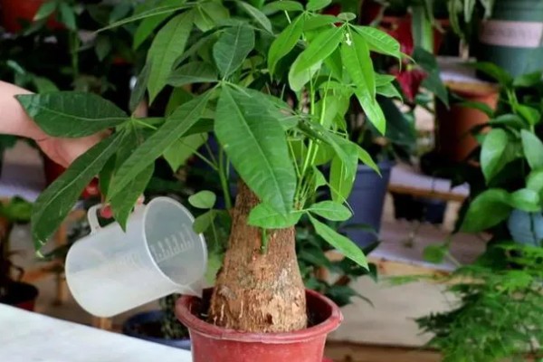 发财树烂根怎么办，剪除烂根换土重栽