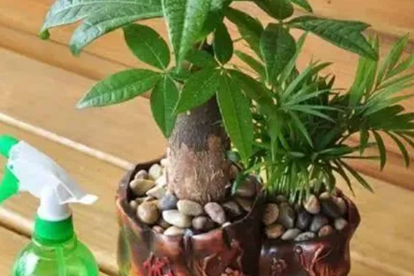 发财树烂根怎么办，剪除烂根换土重栽