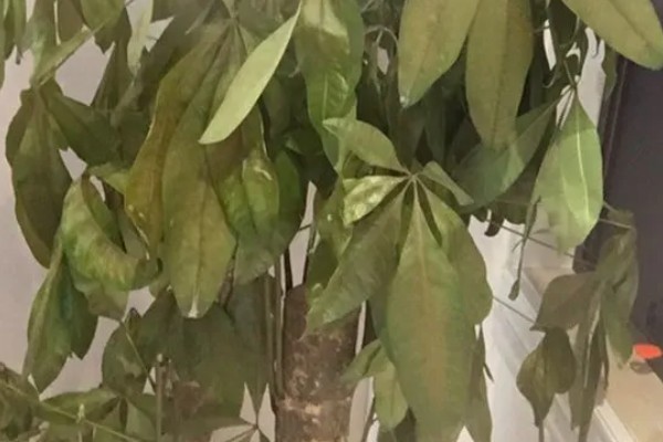 发财树烂根怎么办，剪除烂根换土重栽