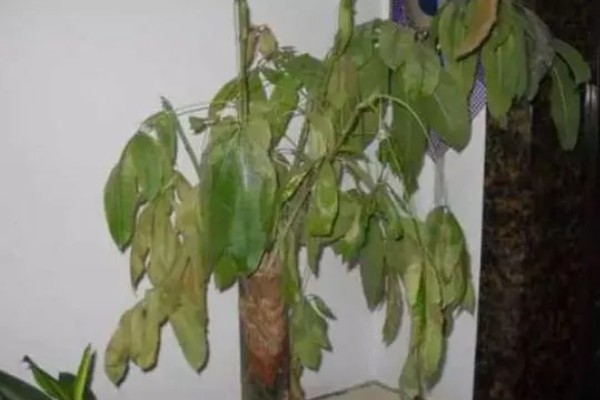 发财树烂根怎么办，剪除烂根换土重栽