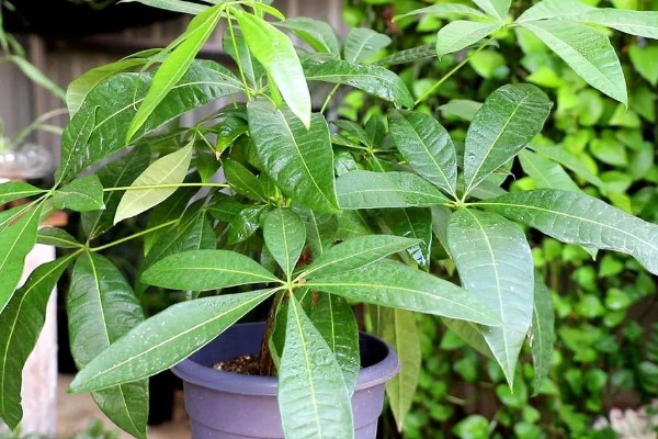 发财树烂根怎么办，剪除烂根换土重栽