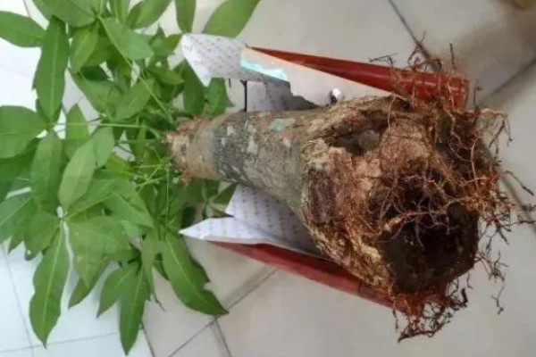 发财树烂根怎么办，剪除烂根换土重栽
