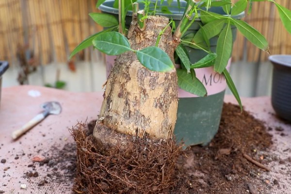 发财树烂根怎么办，剪除烂根换土重栽