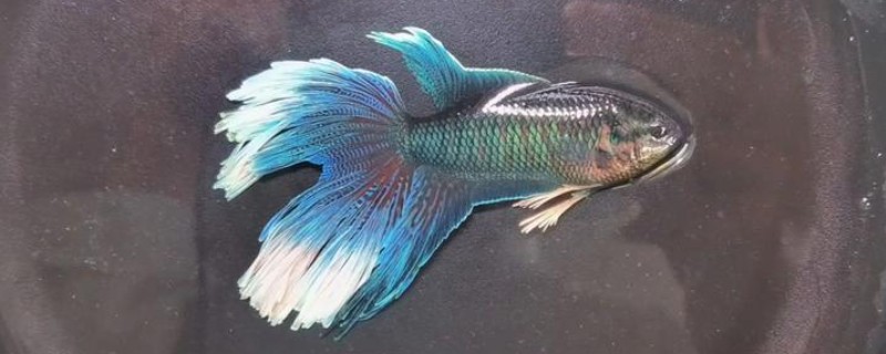 斗鱼身上长白点的原因及解决方法，可能是感染了寄生虫所致