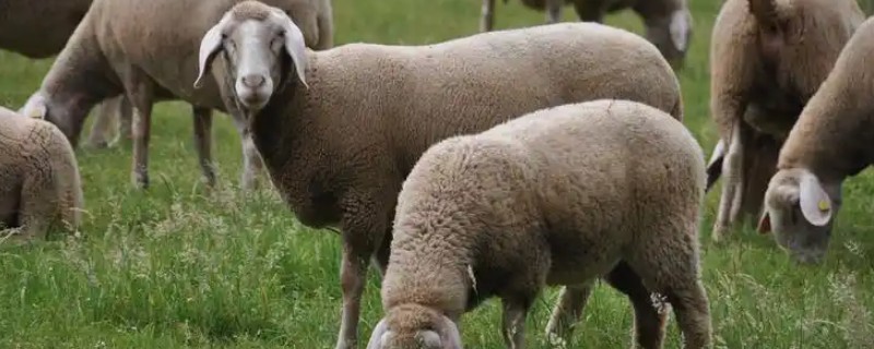 羊可以存活多久，普通品种的寿命为10-12年左右